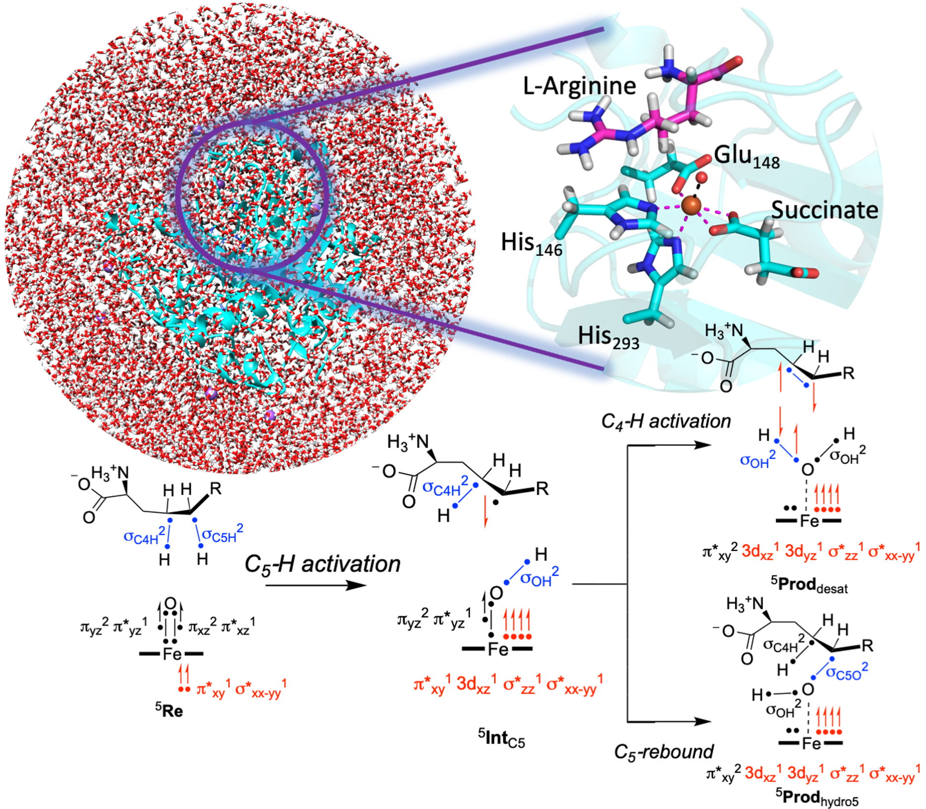 QM/MM Metalloenzymes